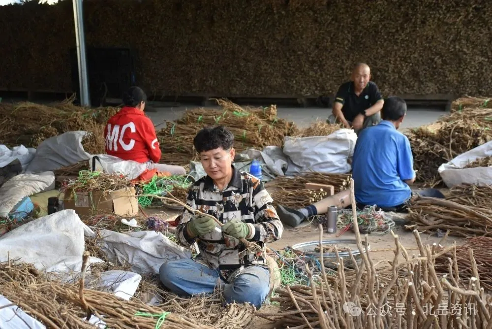 黄芪加工忙 产业势头劲