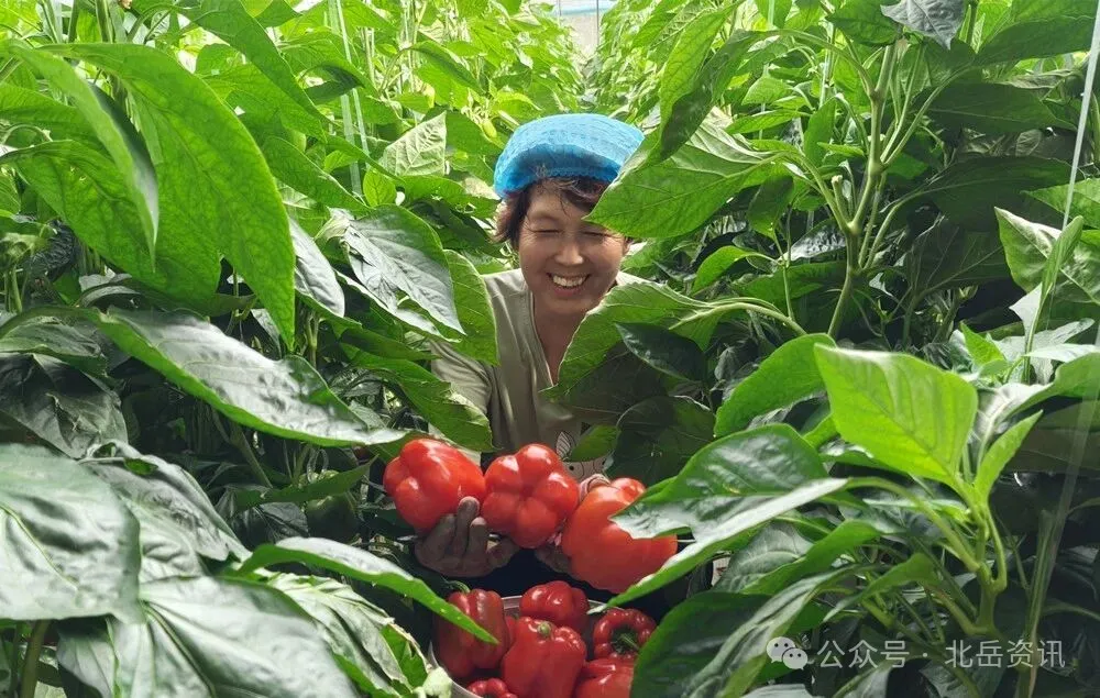 东坊城乡：“椒”傲出圈！小产业铺就振兴路